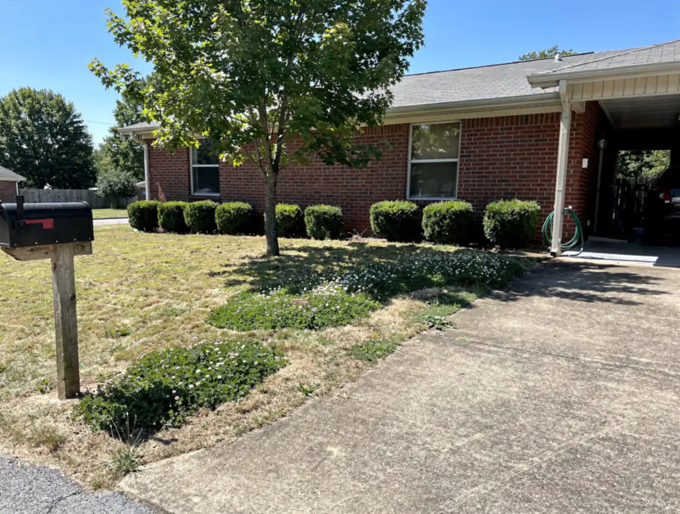 Crabgrass along the driveway edge — illustration of an untreated lawn