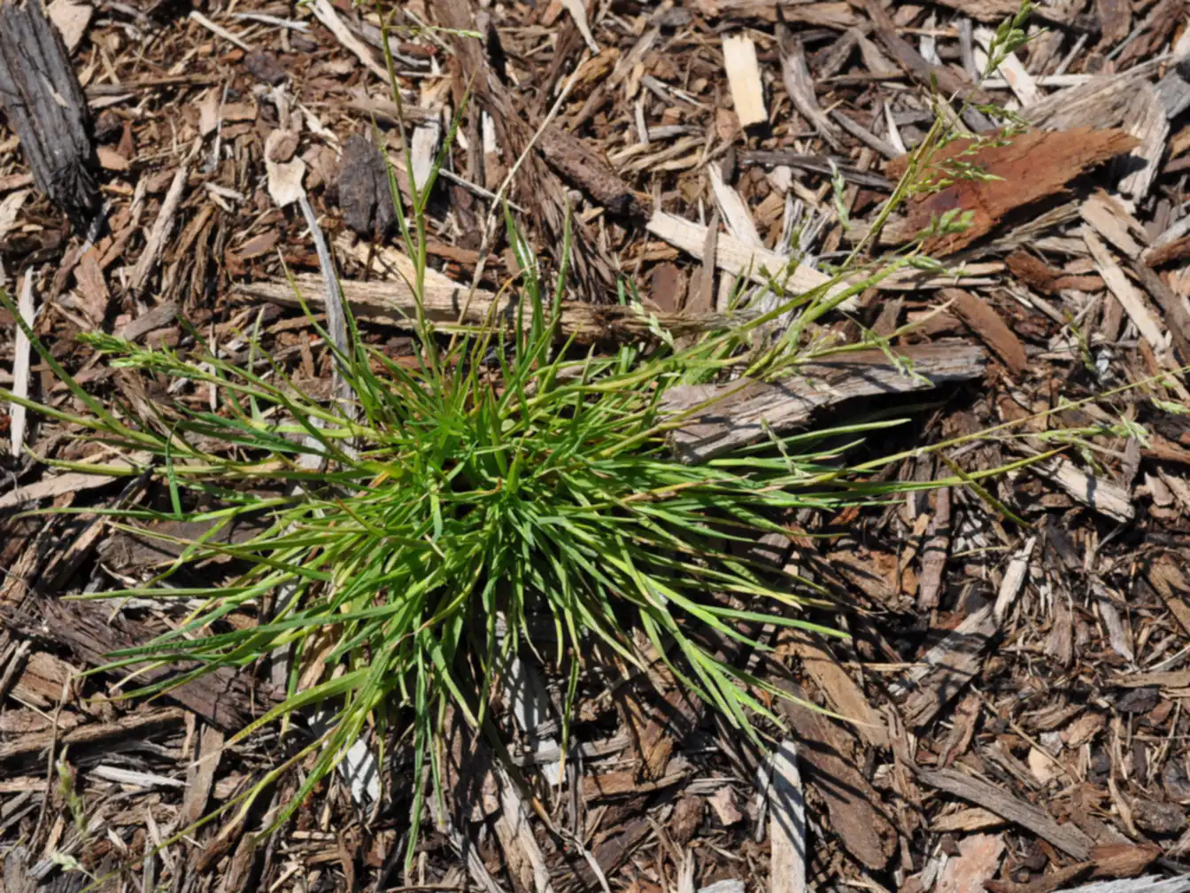 Annual Bluegrass (Poa Annua) in a lawn