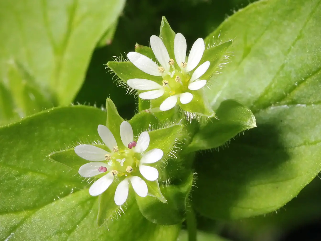 Chickweed in a lawn