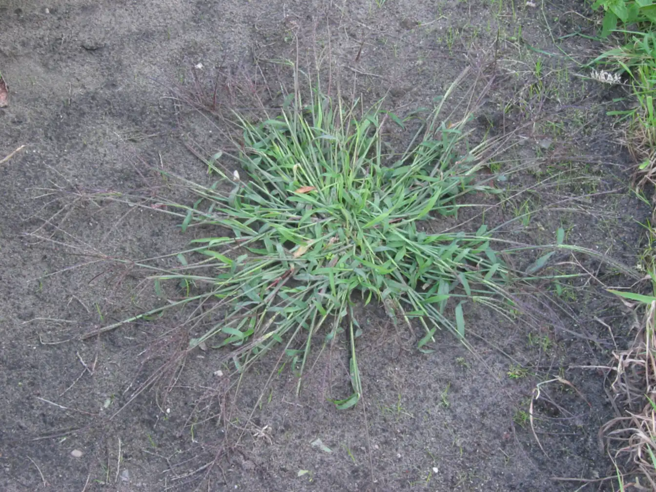 Crabgrass growing in a West Tennessee lawn