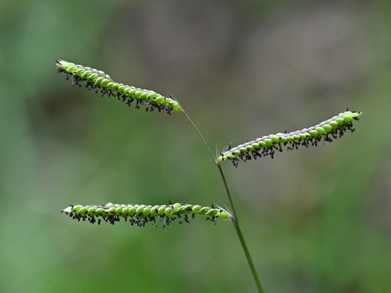 Dallisgrass in a lawn