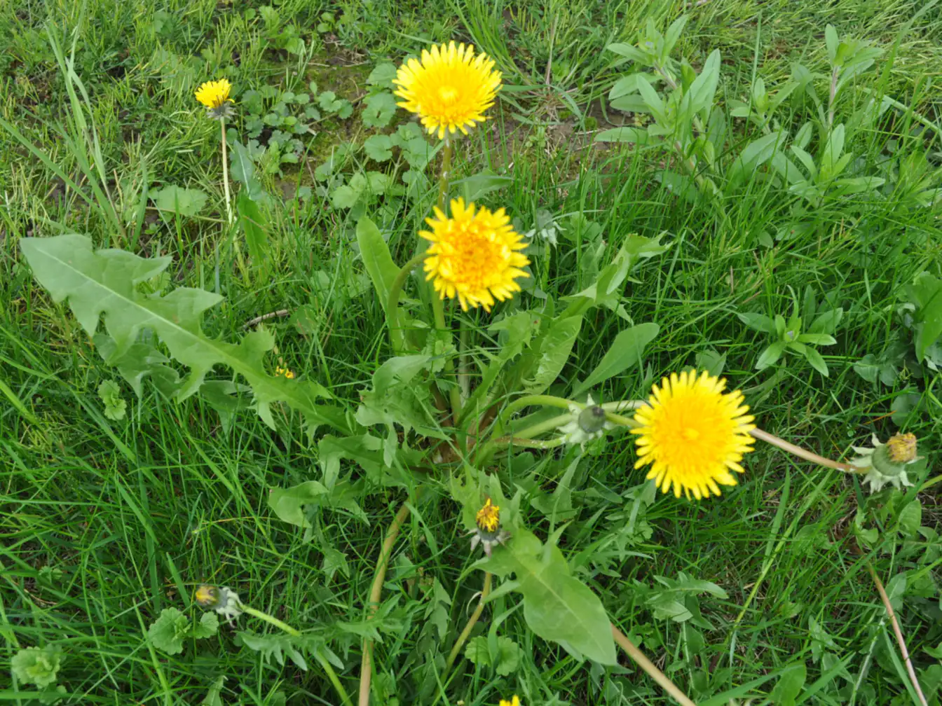 Dandelion in a lawn
