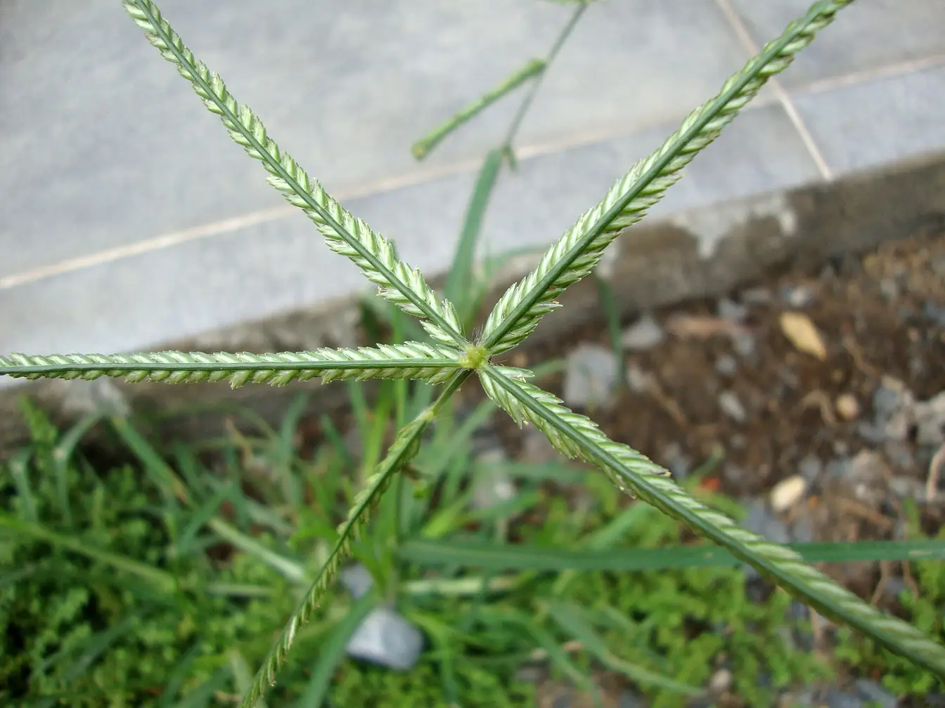 Goosegrass in a lawn