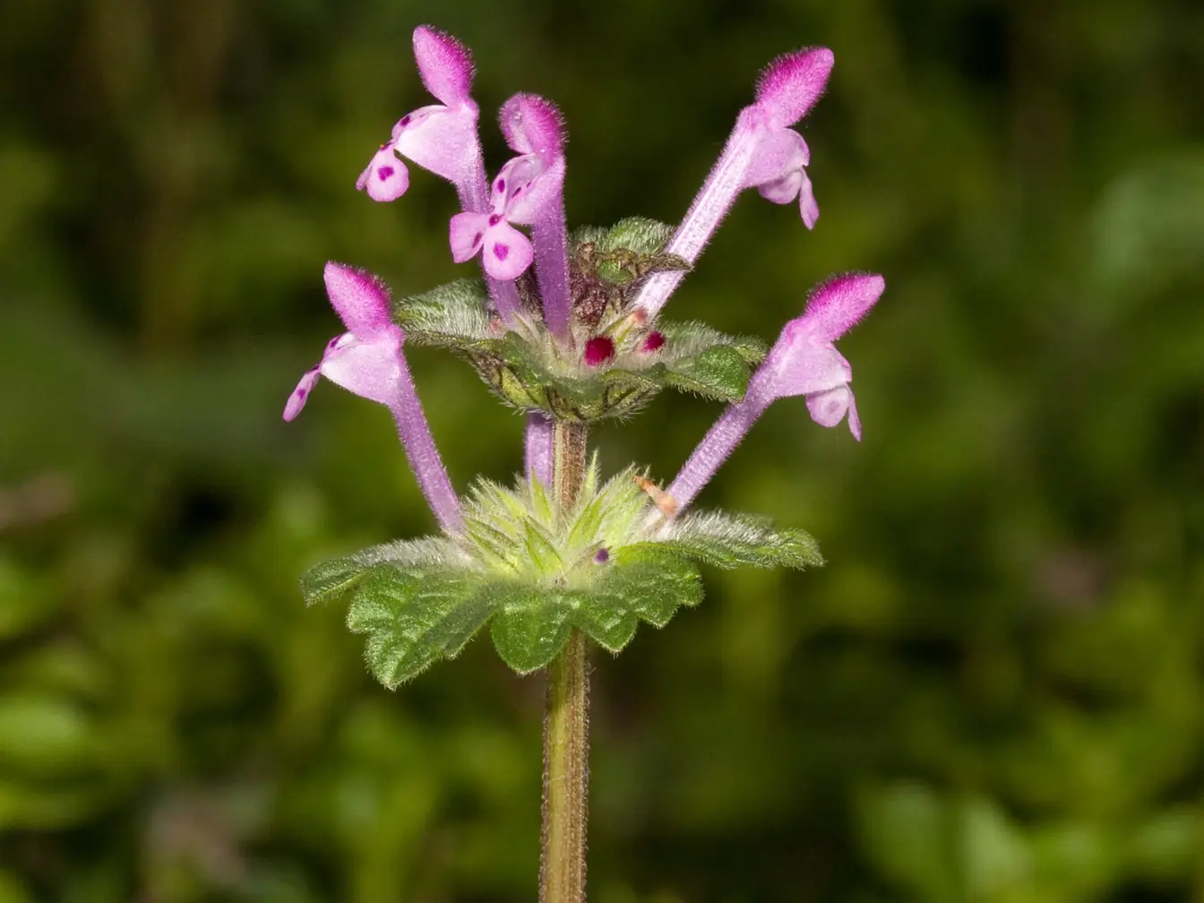 Henbit in a lawn