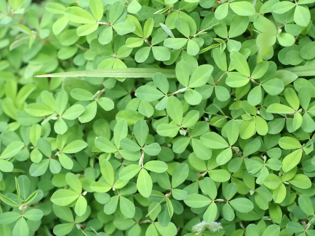 Common Lespedeza in a lawn
