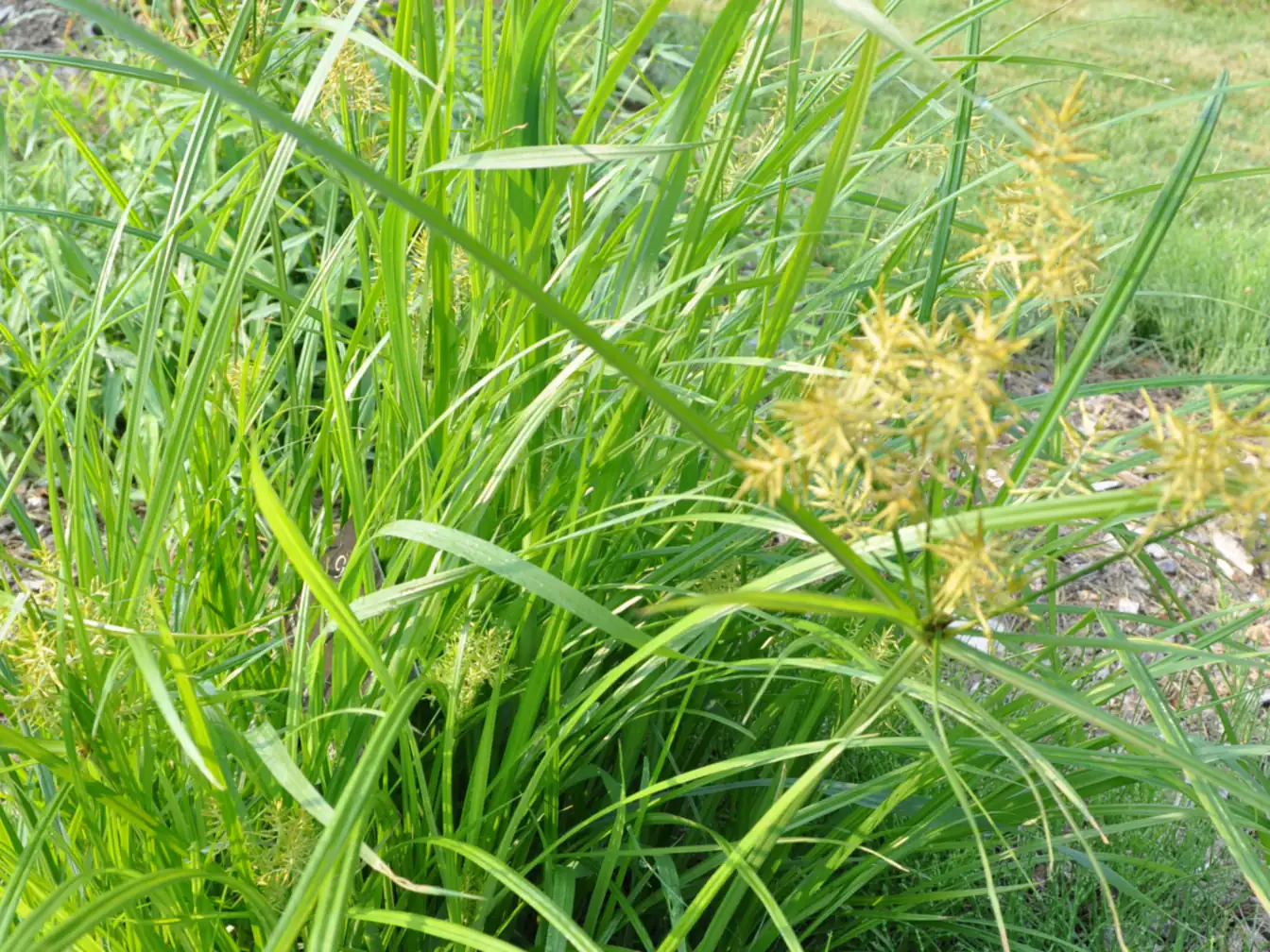 Nutsedge growing in a West Tennessee lawn