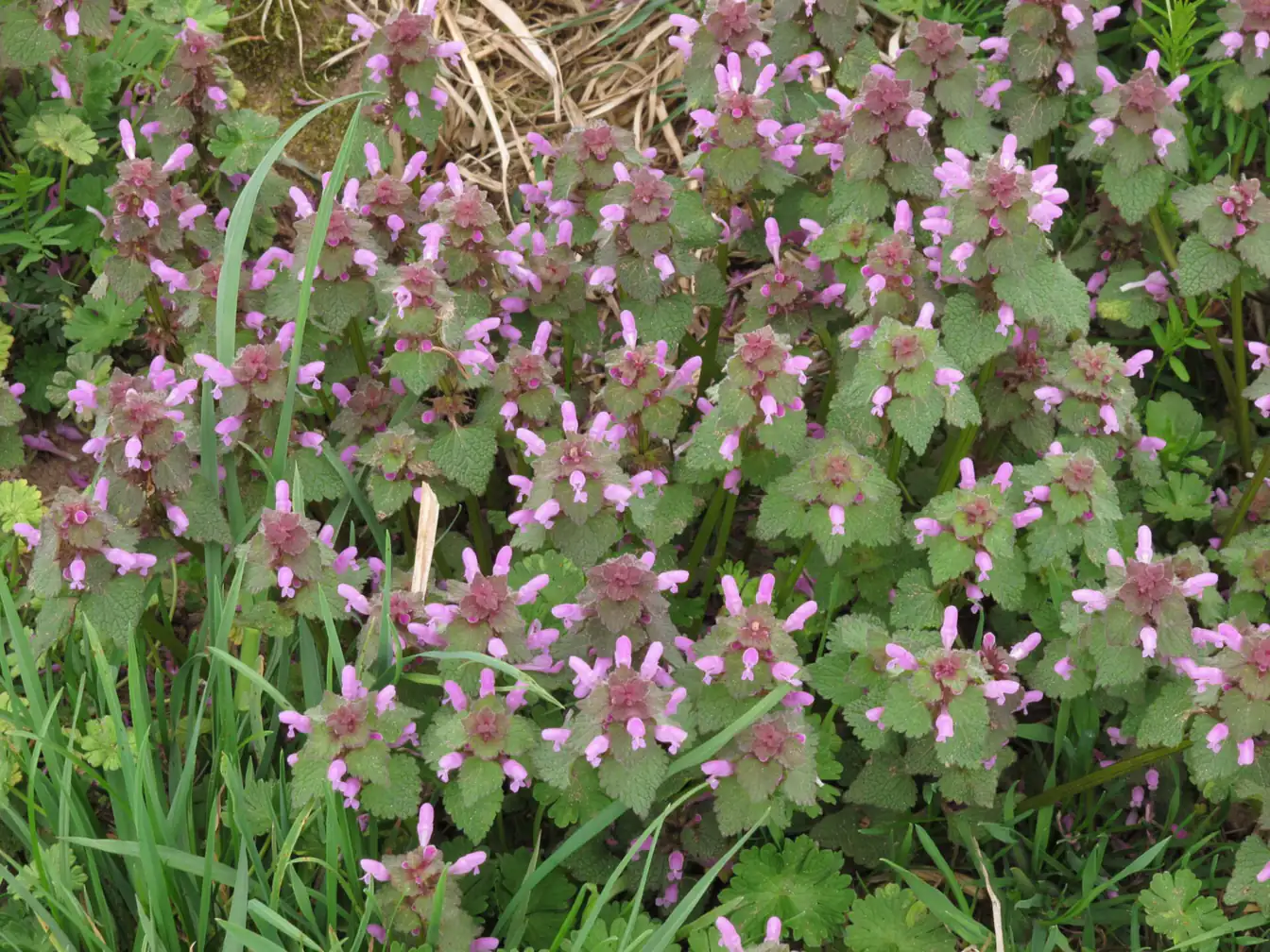 Purple Deadnettle in a lawn
