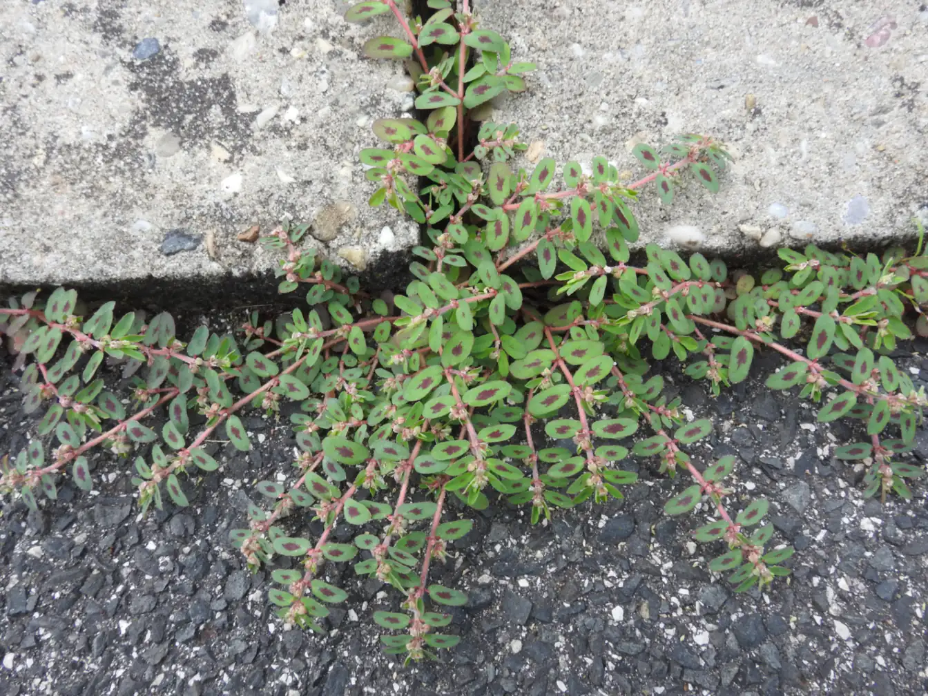 Spotted Spurge in a lawn