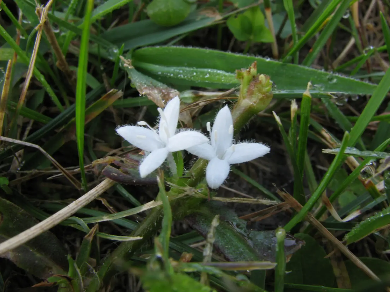 Virginia Buttonweed in a lawn