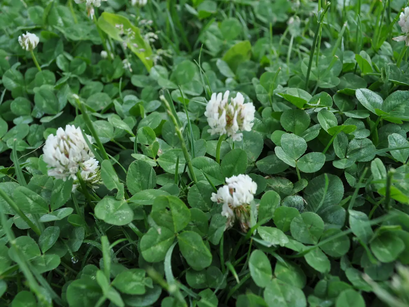 White Clover in a lawn