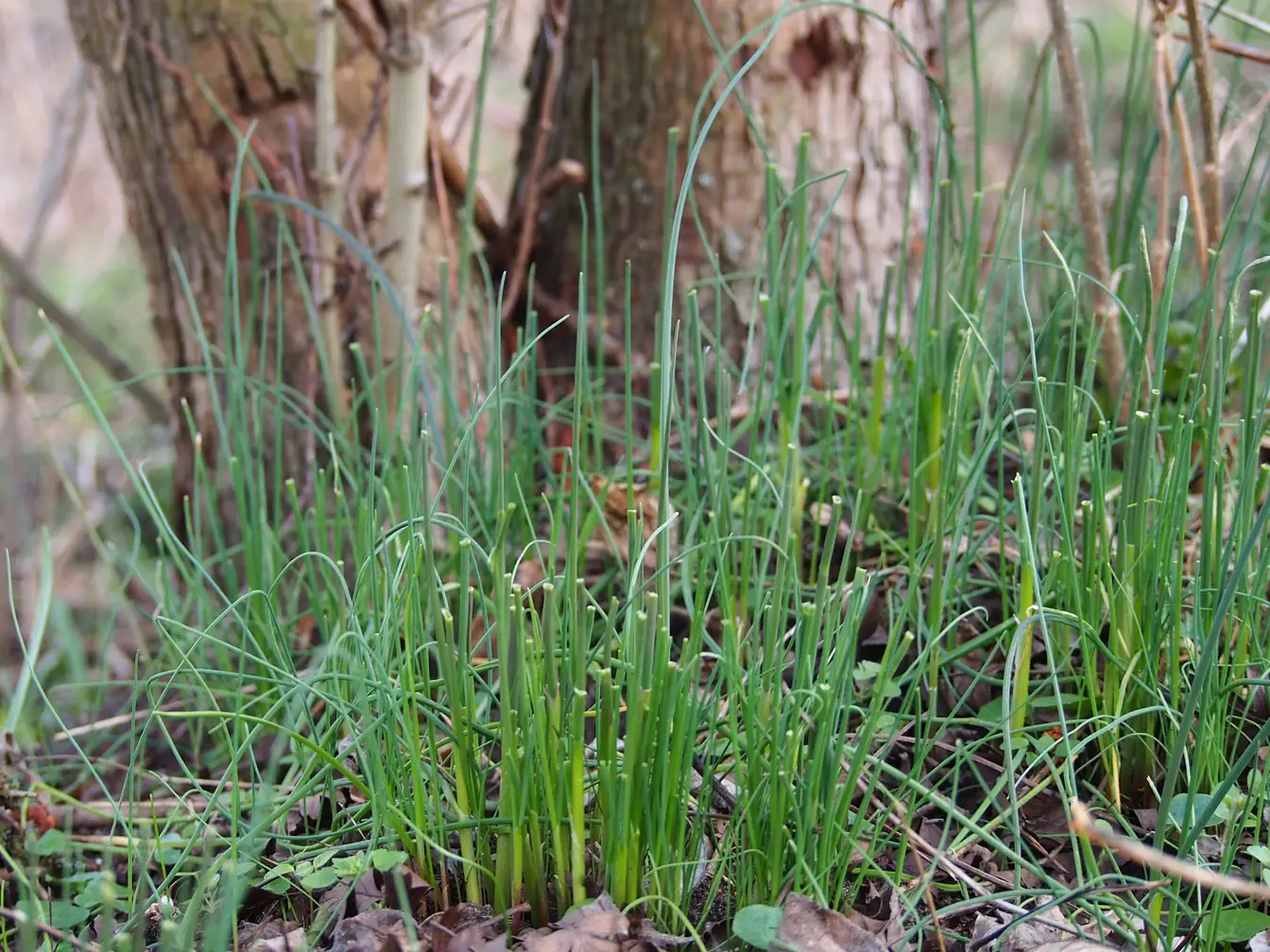 Wild Onion & Wild Garlic in a lawn