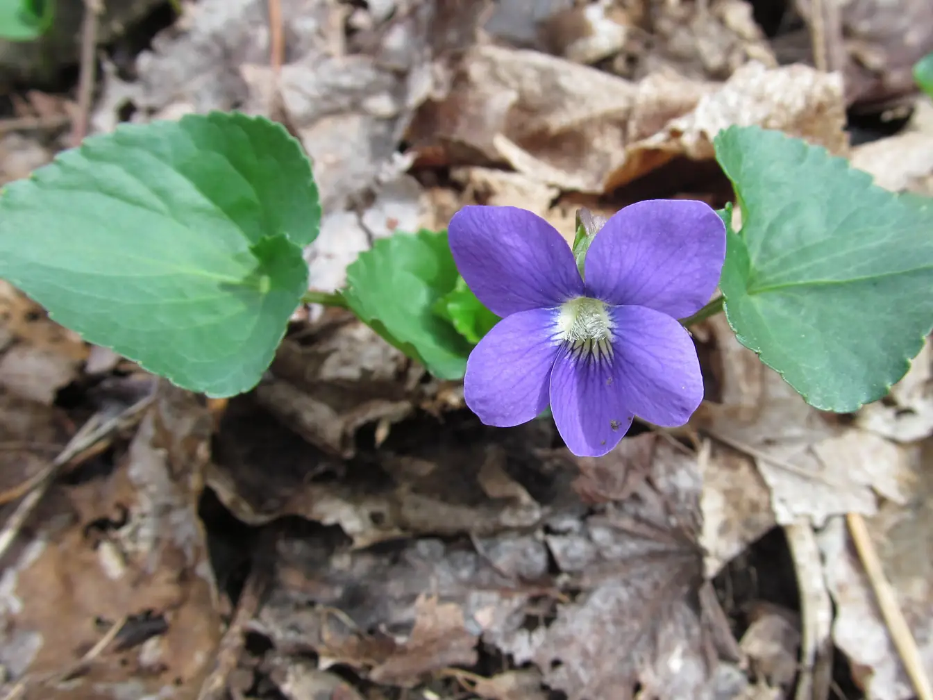 Wild Violet in a lawn