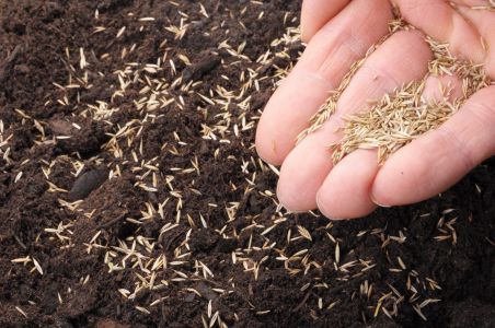 Grass Seeding Mistakes Homeowners Should Avoid in Atoka