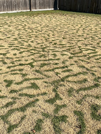 How to Fix Bare Spots in Bermudagrass vs. Fescue Lawns in West Tennessee