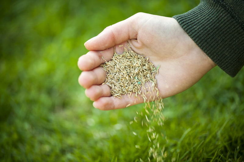 Grass Seeding